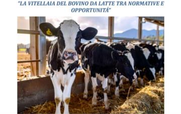 LA VITELLAIA DEL BOVINO DA LATTE TRA NORMATIVE E  OPPORTUNITÁ